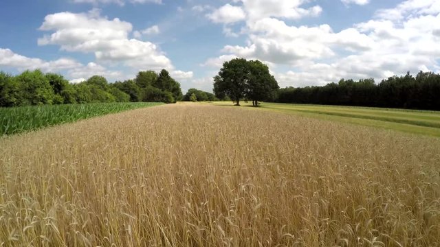 Aerial drone flying very low over wheat field beautiful gold yellow color cereal grain amazing landscape also corn field on left side of grains large trees in background blue sky and some clouds 4k