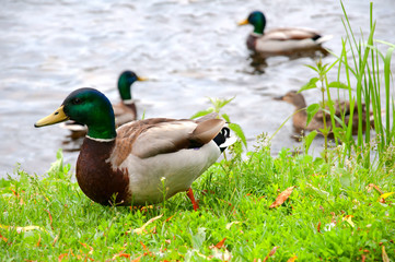 Ducks in city park