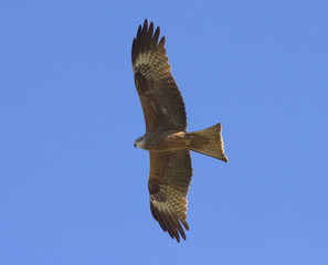 Red Kite (Milvus Milvus) in flight 
