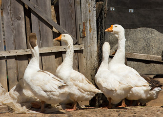 Domestic gooses in the village