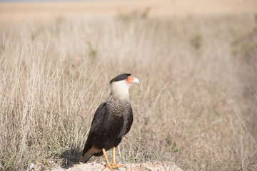 A caracara in Serra da Canastra, Minas Gerais, Brazil