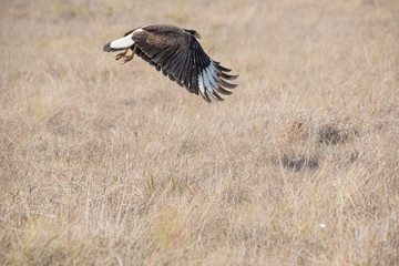 A caracara in Serra da Canastra, Minas Gerais, Brazil