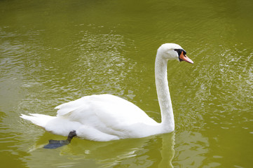 Fototapeta premium Swan swimming