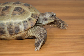 turtle on the wooden desk