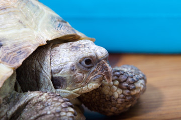 Obraz premium turtle on the wooden desk