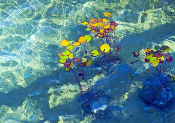 Fototapeta na wymiar Lotus leaves on the pond