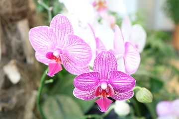 Phalaenopsis - epiphytic herbaceous plants Orchids with wonderful flower