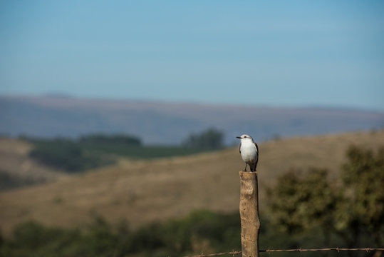 A little black and white bird seated on the fence in the countryside of Minas Gerais State, Brazil