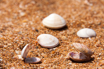seashells in the sand on the seashore