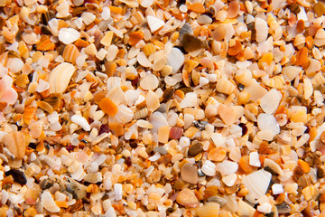 sand of small shells on the coast as background closeup