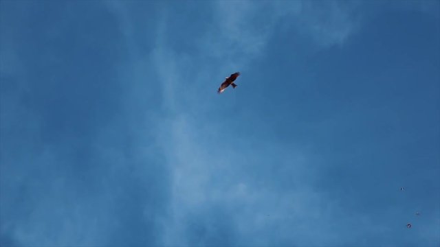 flying bird in the blue sky