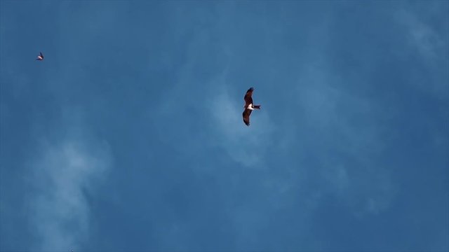 flying bird in the blue sky