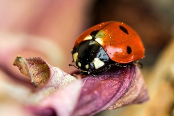 Ladybug