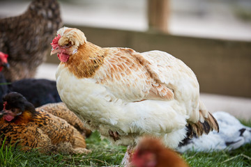White and brown chicken hen on a yard
