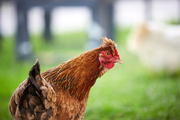 Brown hen on the green grass