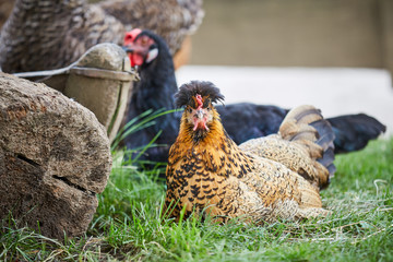 Sitting hen breeding her eggs