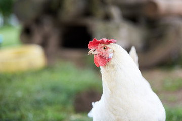 White chicken with red comb on the yard