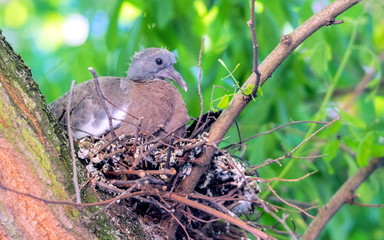 Nestling vor dem Fliegen