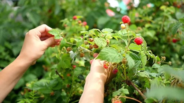 Snohomish Raspberry Picking Picking Raspberry Images – Browse 31,136 Stock Photos, Vectors, and ...