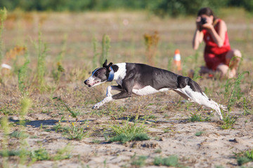 Coursing. Whippet dog running in the field