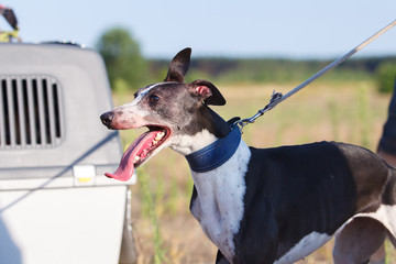 Coursing. Portrait of a whippet dog