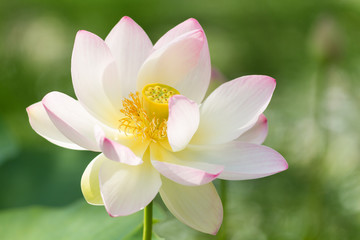 Macro of an indian lotus