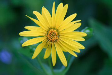 Macro of a yellow cup plant