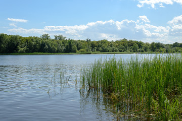 Green grass and trees on the river shore under blue sky with white clouds in sunny summer day