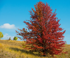 Fototapeta premium autumn landscape