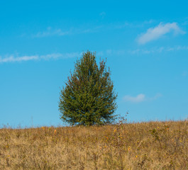 autumn landscape