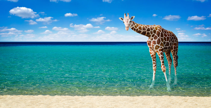 Giraffe resting in the sea
