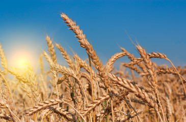 Fototapeta premium Beautiful sunset over wheat field.