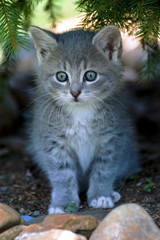 small cat on the prowl in nature