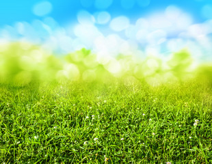 green grass blurred background