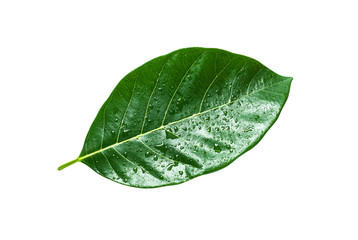 Fototapeta na wymiar Tropical green leaf isolated, Clipping path
