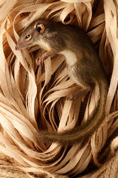squirrel asia stauffer animals