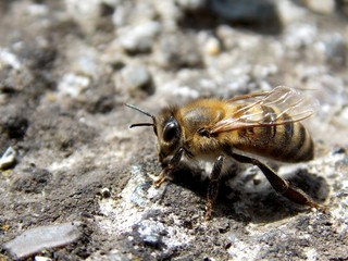 little bee standing alone on the concrete