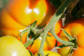 Tomates