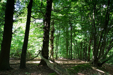 Woods in summer with light through green leaves