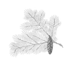 Spruce branch lush conifer isolated as vintage engraving vector illustration