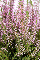 blooming flowers of lilac calluna