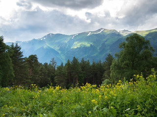 Panorama of trees and flowers on a background of mountains