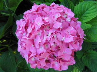 Przepiękny kwiat ogrodowy © fotograf111