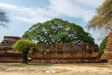 Temple ancient ruins with tree in place of worship famous at ayutthaya, thailand