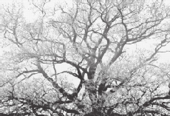 Fototapeta na wymiar Trees halftone black and white wector illustration