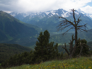 Dry snag stands on the meadow against mountains