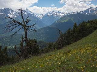 Field with flowers and dry trees on a background of mountains
