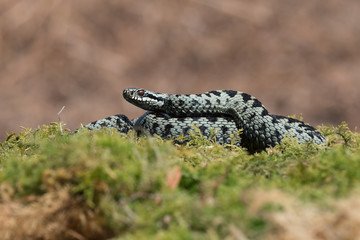Fototapeta premium Adder (Vipera Berus)/Common European Adder in green moss