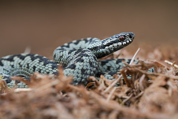 Adder (Vipera Berus)/Common European Adder in dry bracken