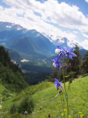 Beautiful mountain flower growing in the meadow on a background of snowy mountains with the sky